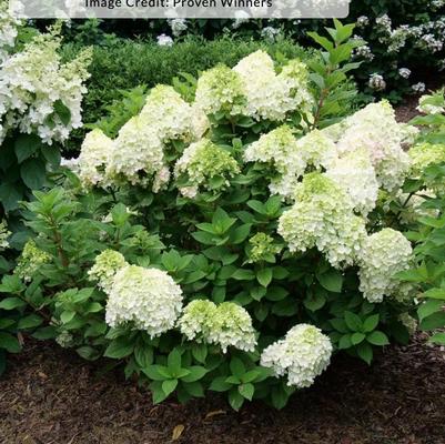 Hydrangea paniculata Little Lime Punch&trade;