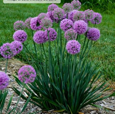 Allium Serendipity