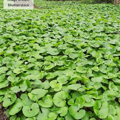 Asarum canadense 