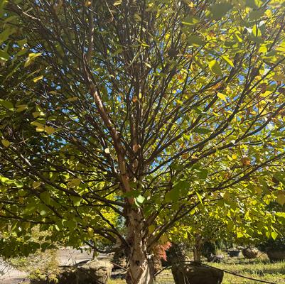 Betula nigra Fox Valley&trade; Little King