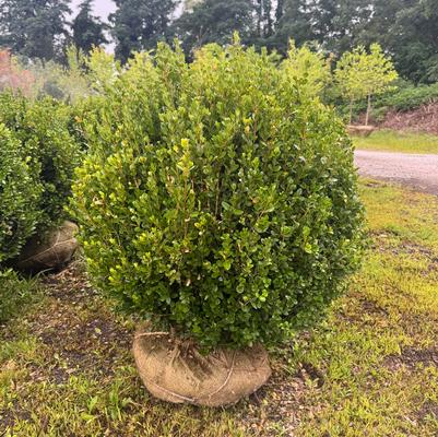Buxus microphylla Sprinter&reg;
