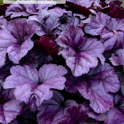 Heuchera Dolce&reg; Wildberry