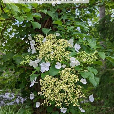Hydrangea anomala 