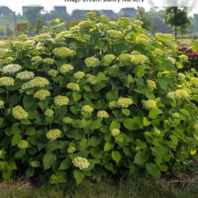 Hydrangea arborescens FlowerFull&trade;