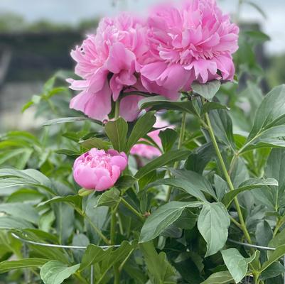 Paeonia lactiflora Sarah Bernhardt