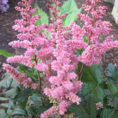 Astilbe chinensis Visions in Pink