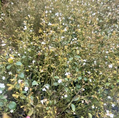 Calamintha nepeta ssp. glandulosa White Cloud
