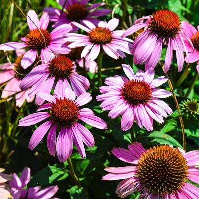 Echinacea purpurea Magnus
