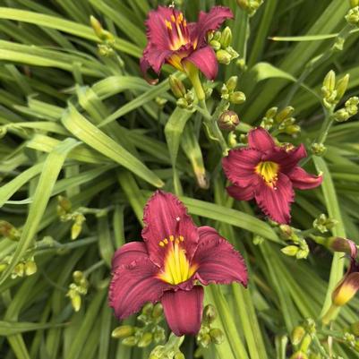 Hemerocallis Pardon Me