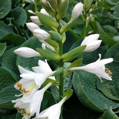 Hosta Bressingham Blue