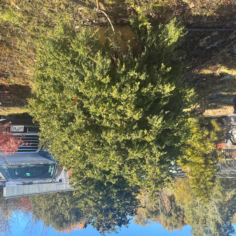 Chamaecyparis obtusa Rashamiba