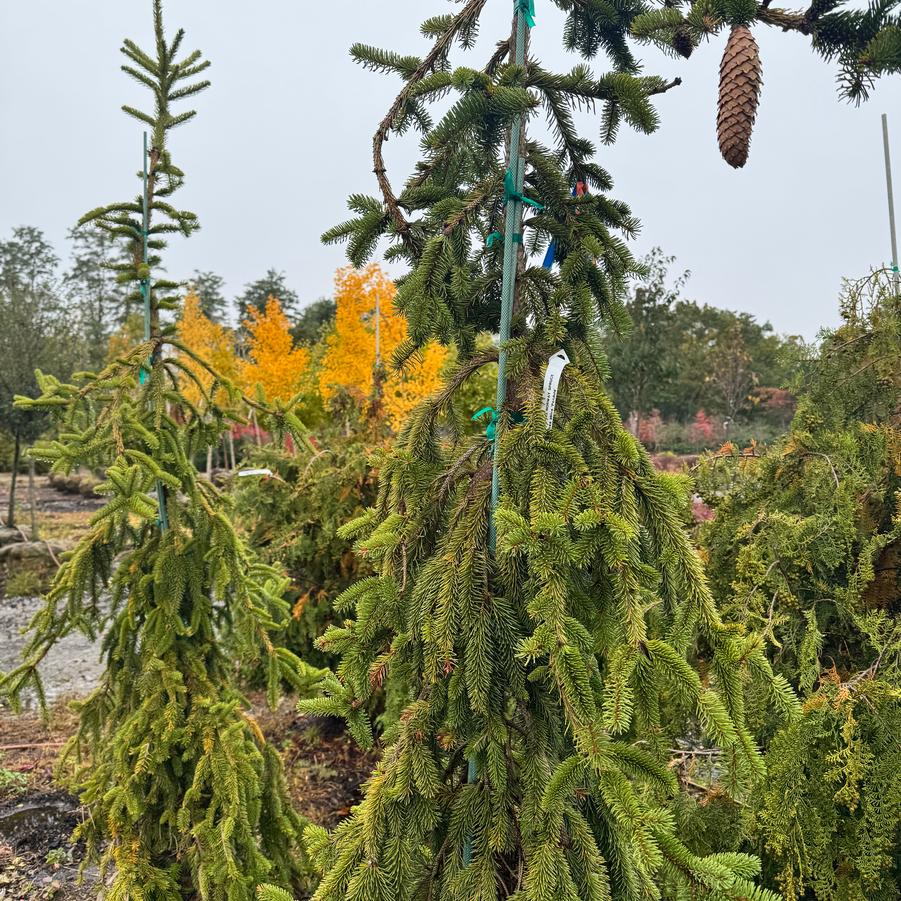 Picea abies Pendula