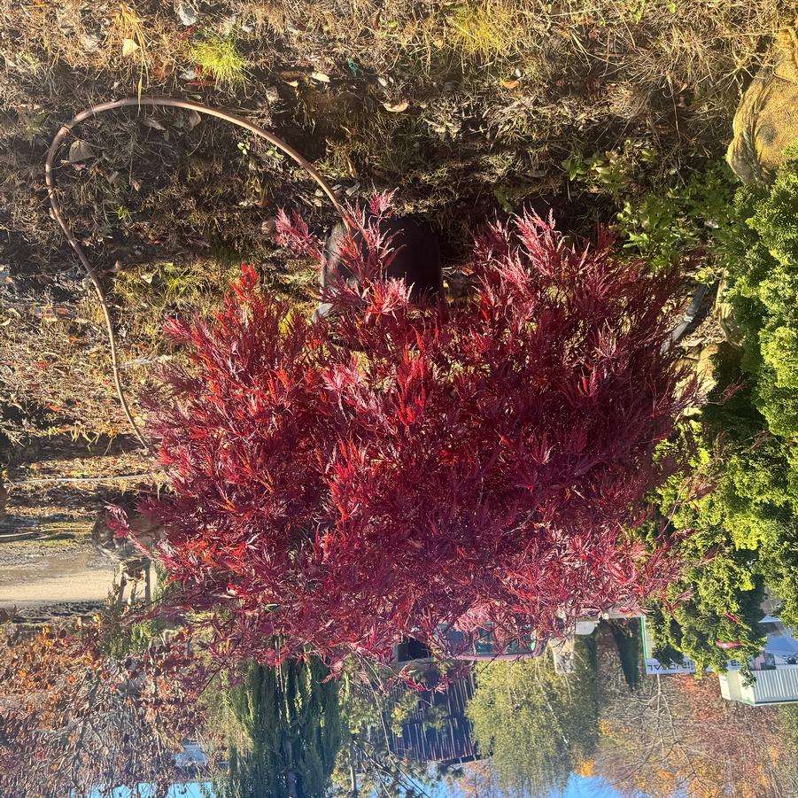 Acer palmatum var. dissectum Crimson Queen