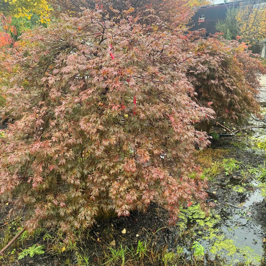 Acer palmatum var. dissectum Orangeola
