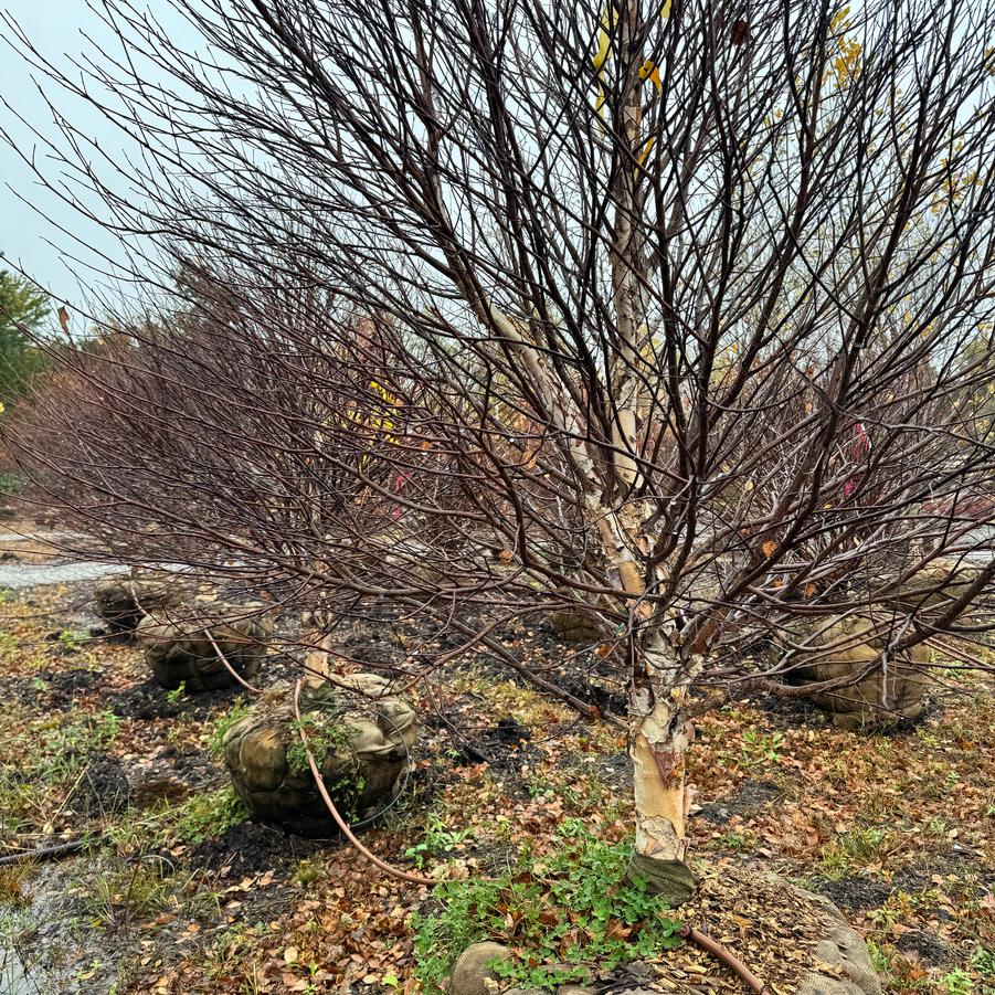 Betula nigra Fox Valley&trade; Little King