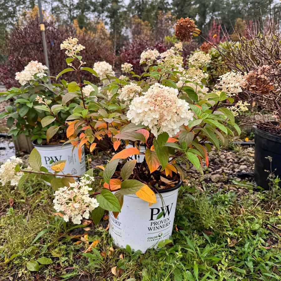 Hydrangea paniculata Bobo&reg;