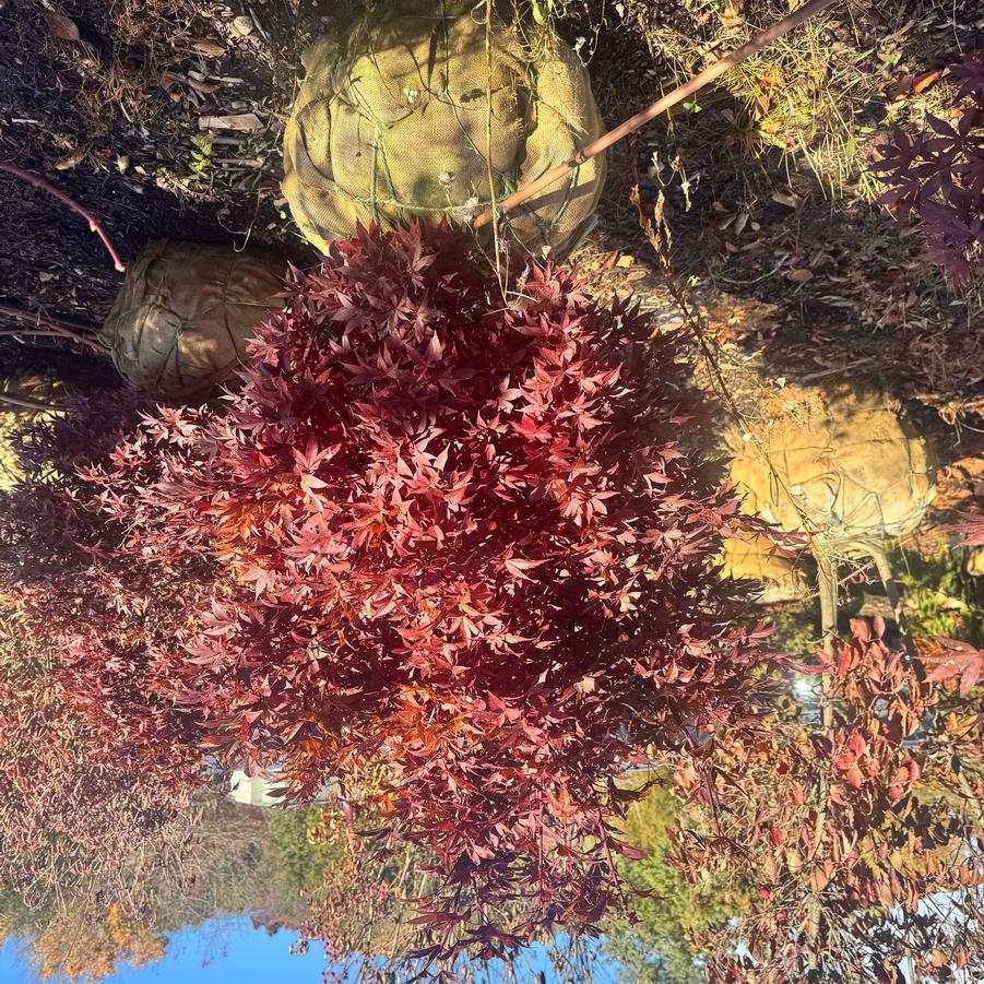 Acer palmatum Twombly's Red Sentinel