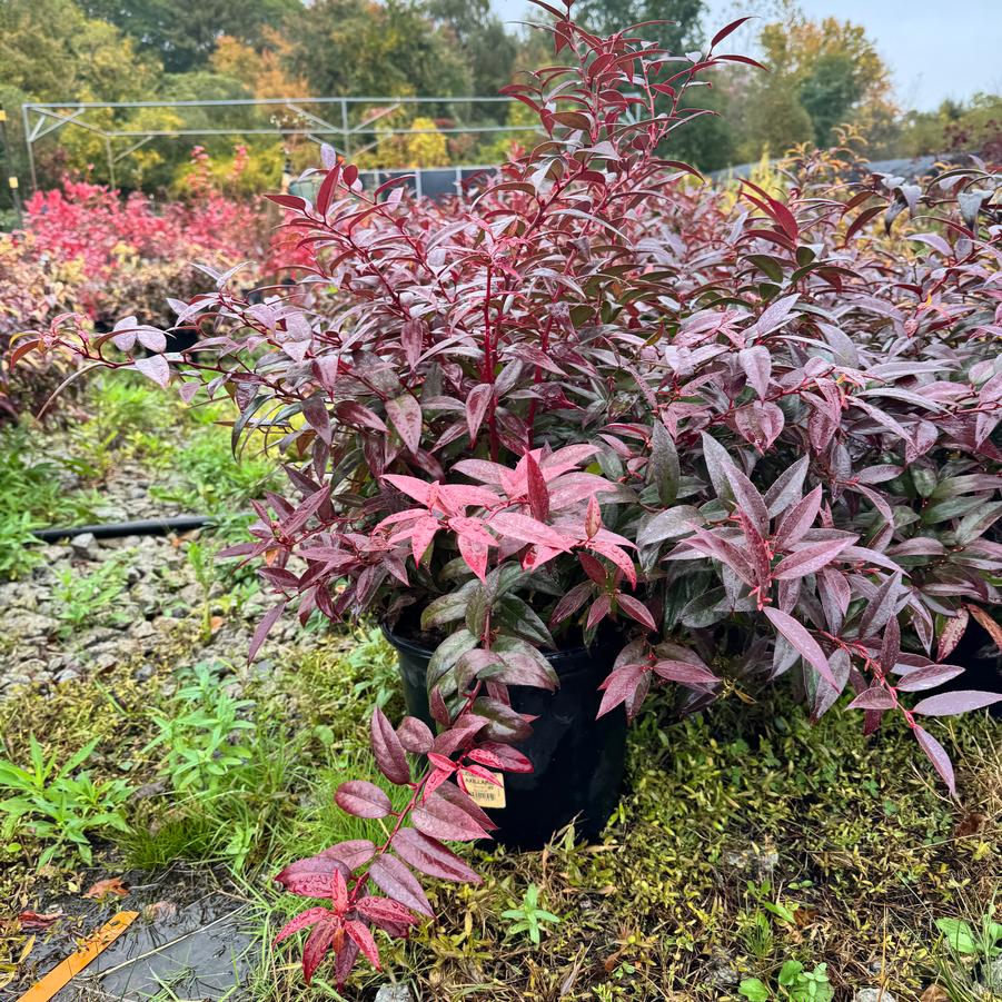 Leucothoe axillaris 