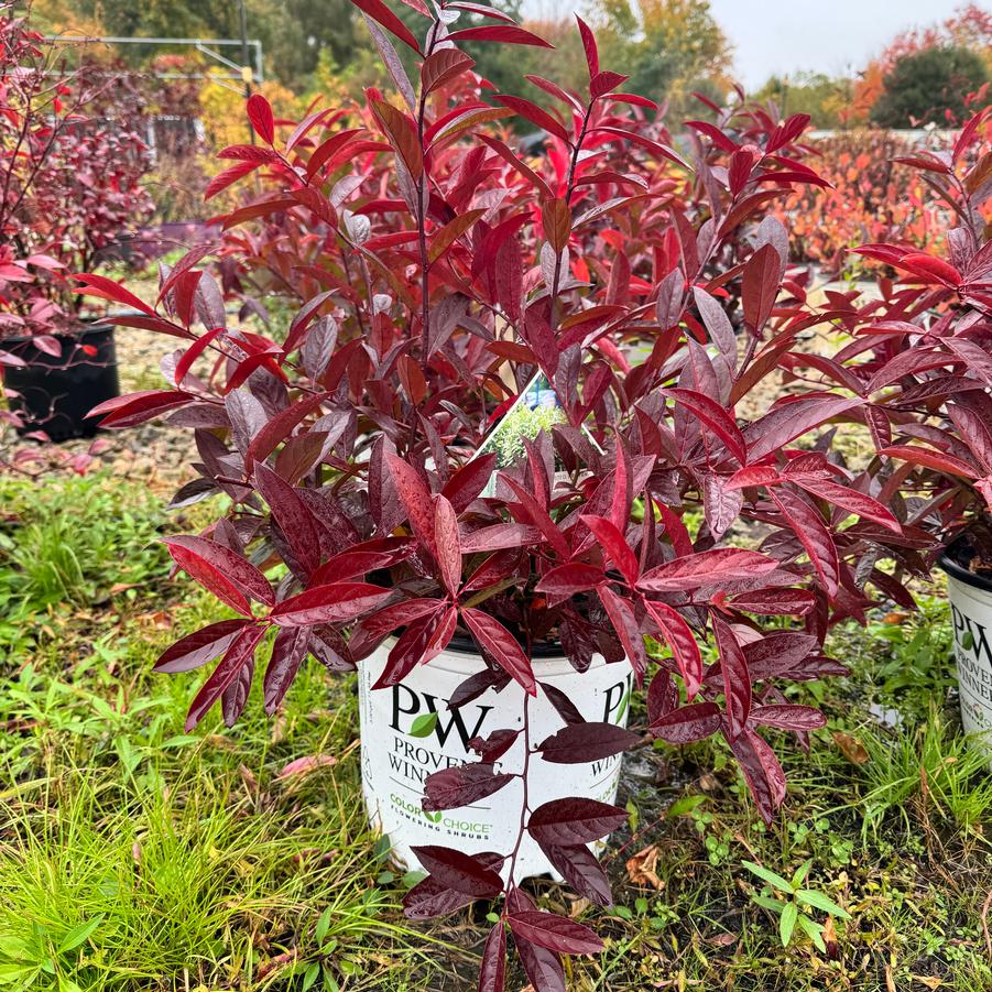 Itea virginica Little Henry&reg;