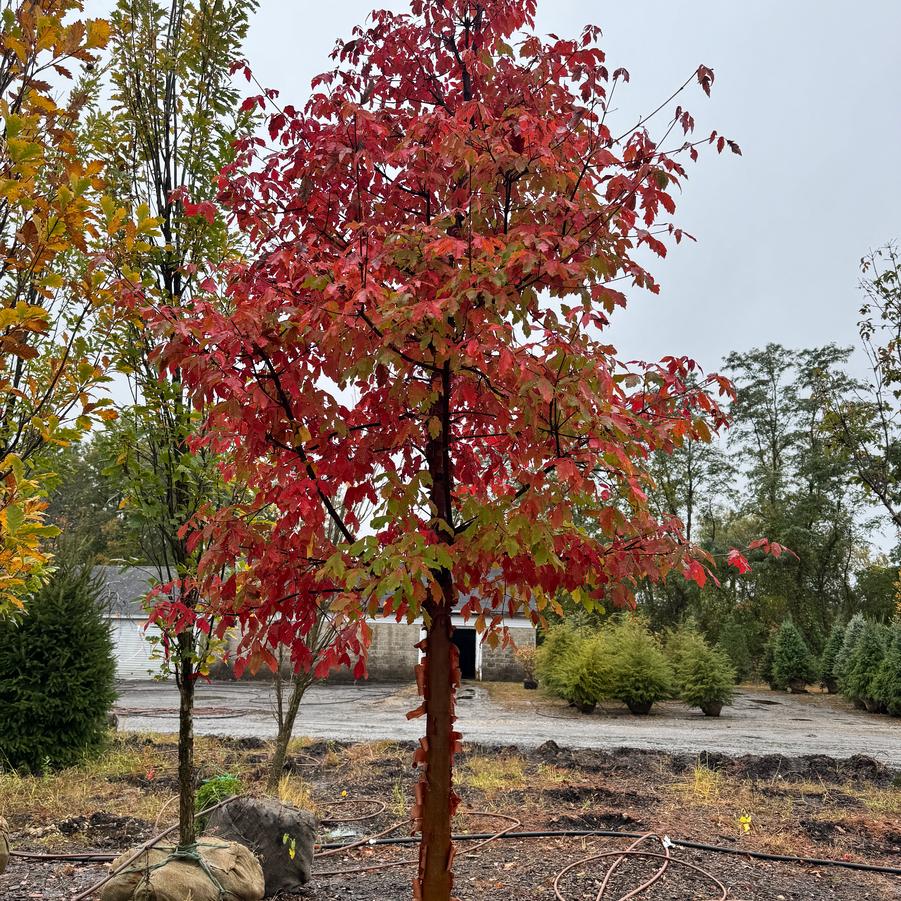 Acer griseum 