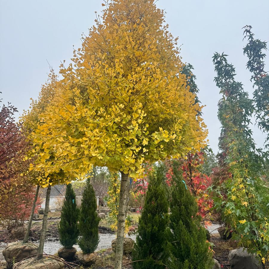 Ginkgo biloba Goldspire&trade;