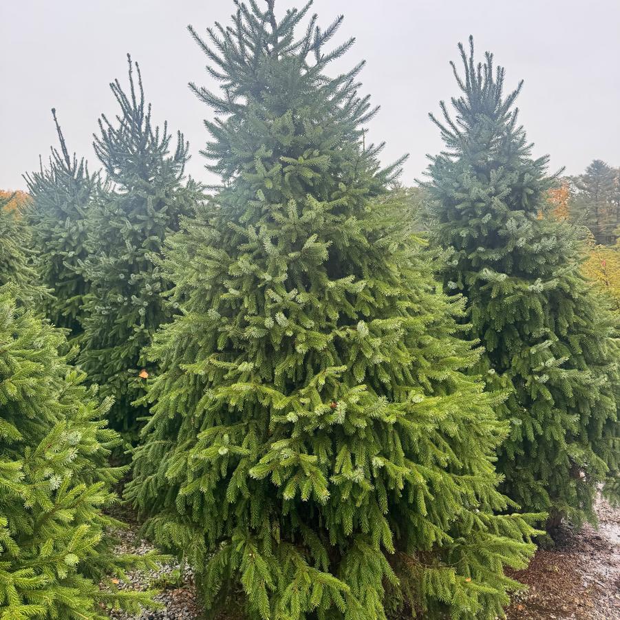 Picea omorika 