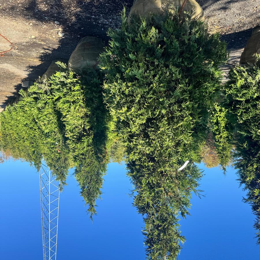 Thuja Green Giant