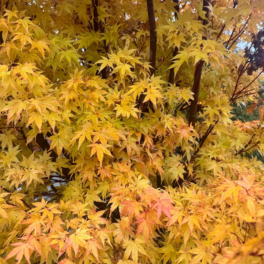 Acer palmatum Sango kaku