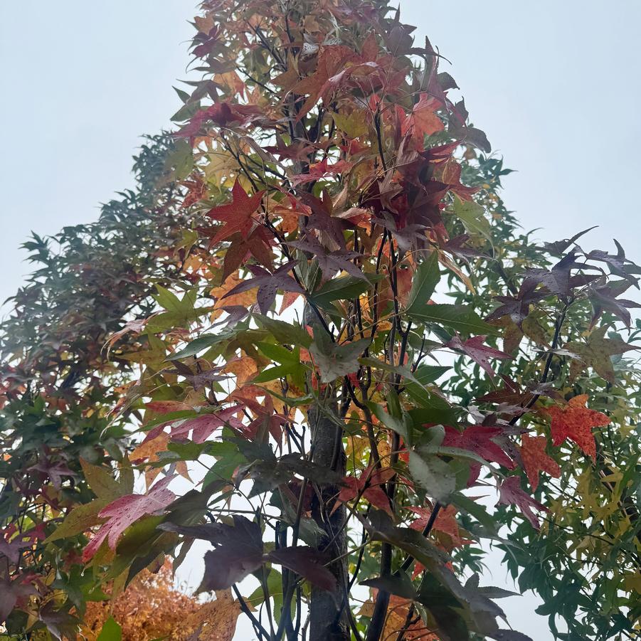 Liquidambar styraciflua Slender Silhouette