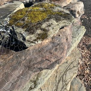 Pennsylvania Fieldstone Steppers